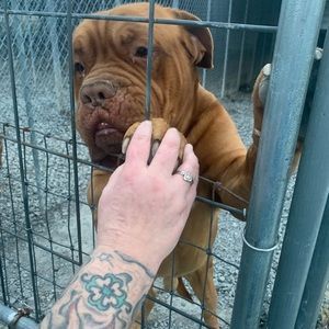 Meet your Posher, Brindin